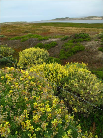 sm Pt. Reyes.RCA (04).jpg - Yellow Bush Lupines grow prolific in these moist environments.